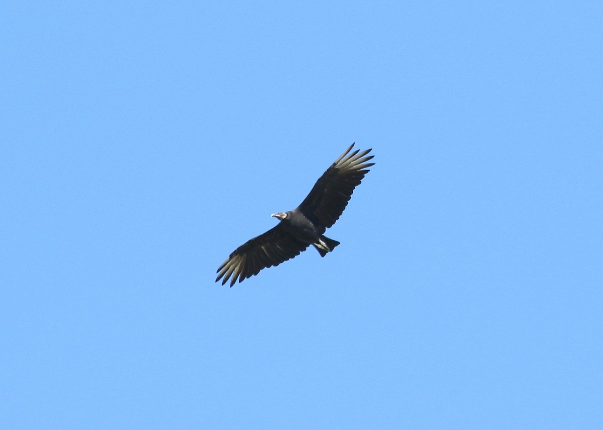 Black Vulture - Gary Chapin