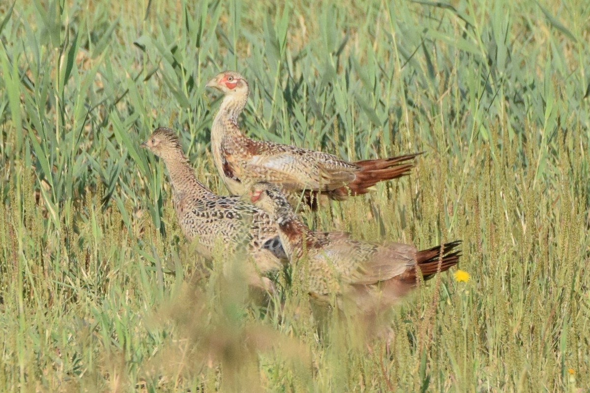 Ring-necked Pheasant - ML182241381