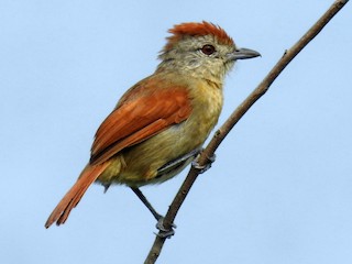 雌鳥 - José Clarindo Silva - ML182242491