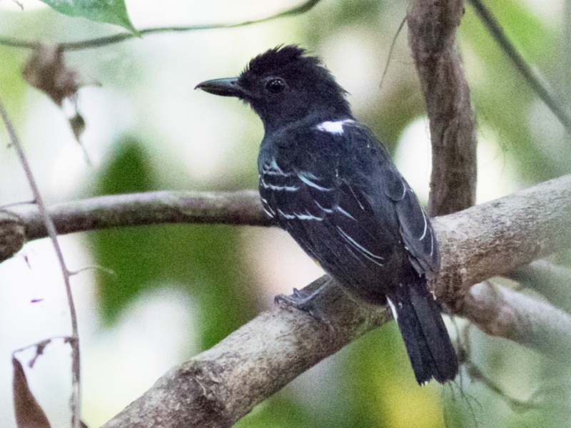 Choca-preta-e-cinza - eBird