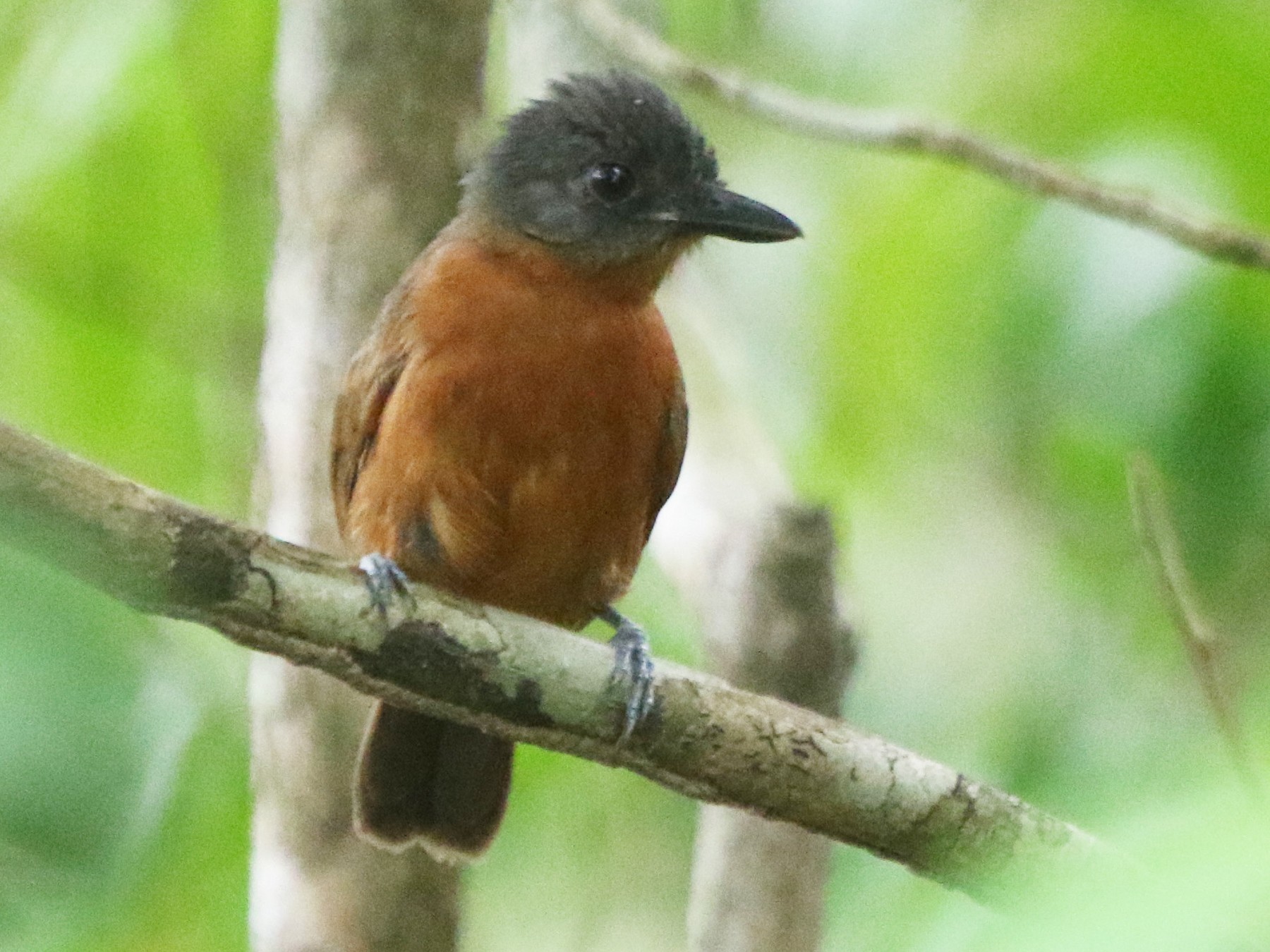 Choca-preta-e-cinza - eBird