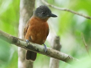 blackish-gray-antshrike-ebird