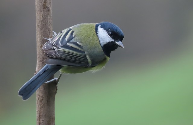 Adult dorsal view (subspecies <em class="SciName notranslate">newtoni</em>). - Great Tit - 