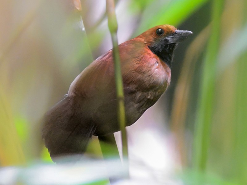 Rondonia Bushbird - Bruno Rennó