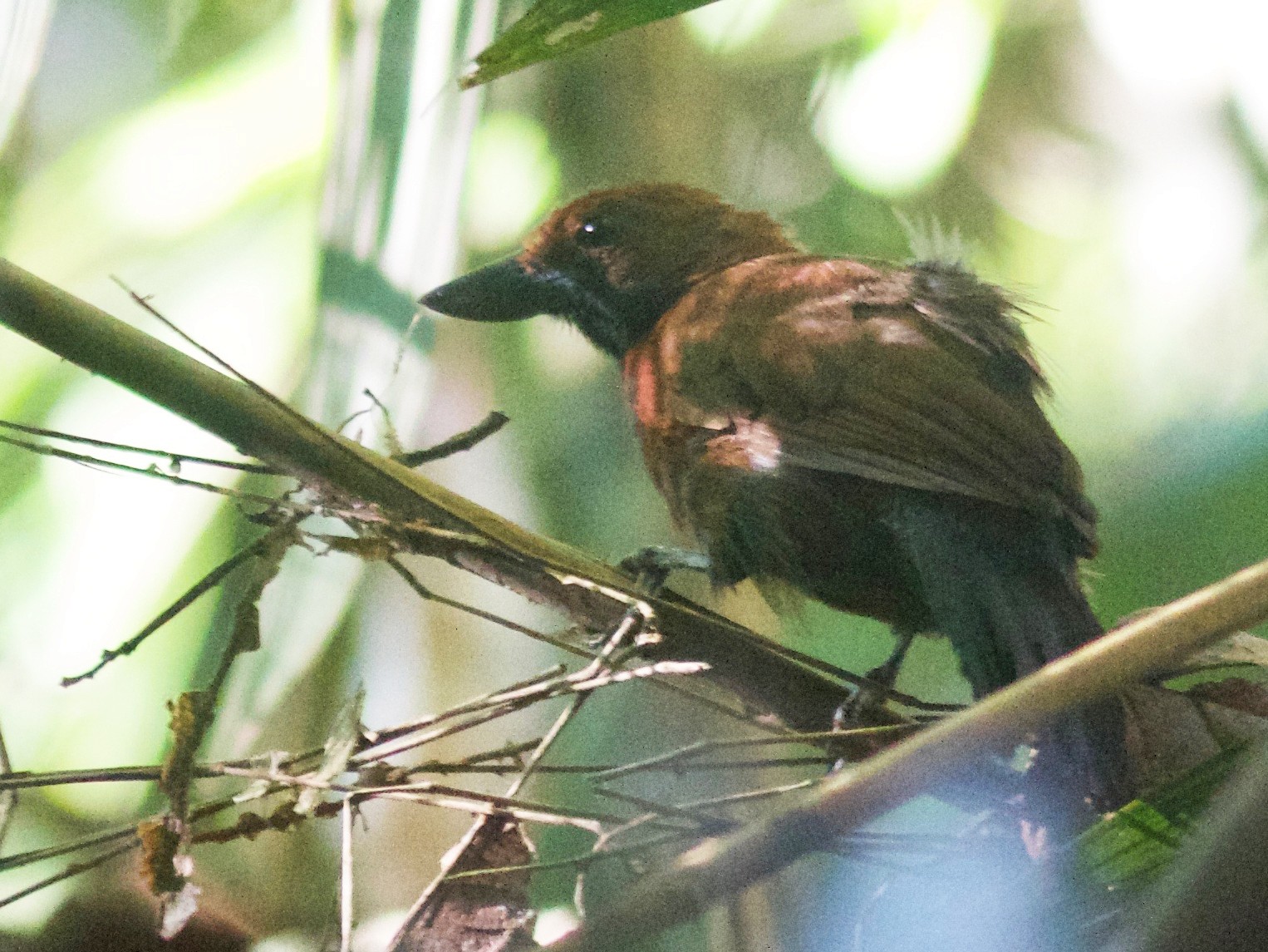Rondonia Bushbird - Gabriel Leite