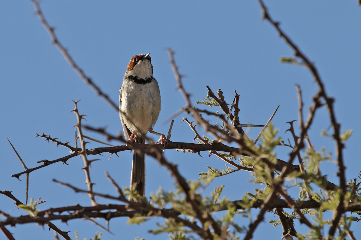 Rufous-eared Warbler - Charley Hesse TROPICAL BIRDING