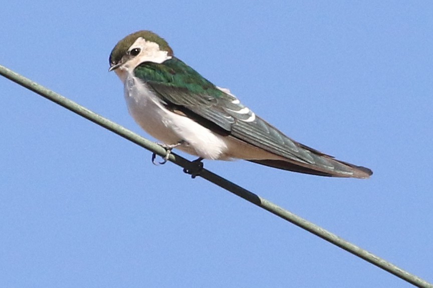 Violet-green Swallow - ML182249391