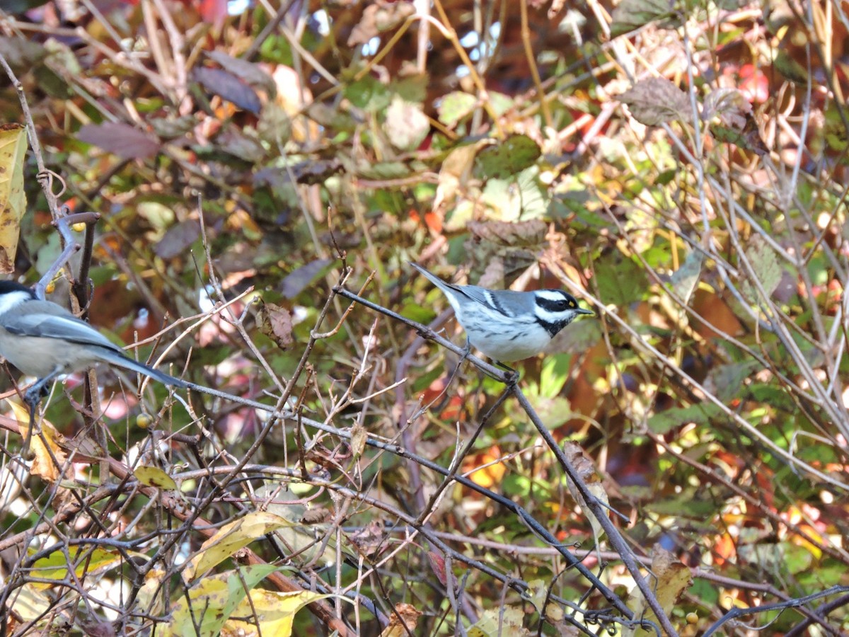 Black-throated Gray Warbler - ML182249481