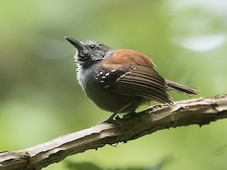 Male (Rio Negro) - ML182249991