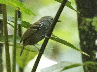  - Rufous-backed Stipplethroat (Rio Negro)