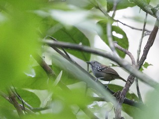  - Rufous-backed Stipplethroat (Rio Negro)
