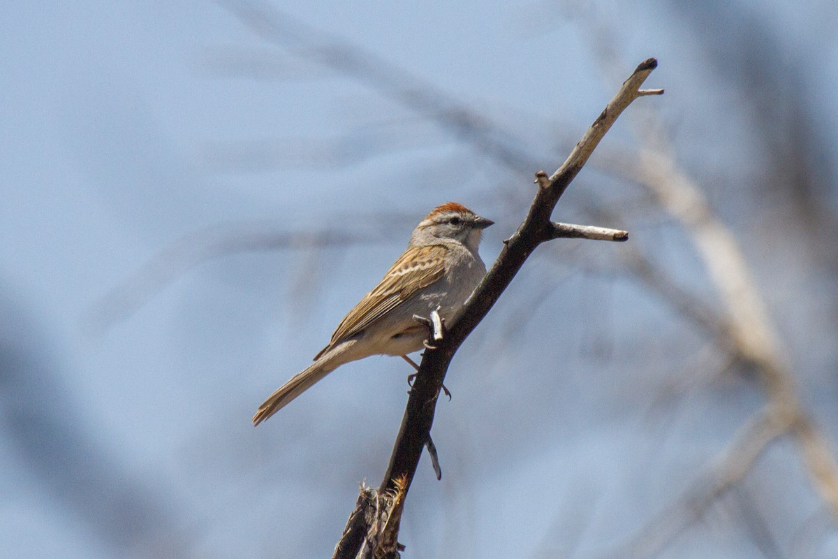 Chipping Sparrow - ML182251111