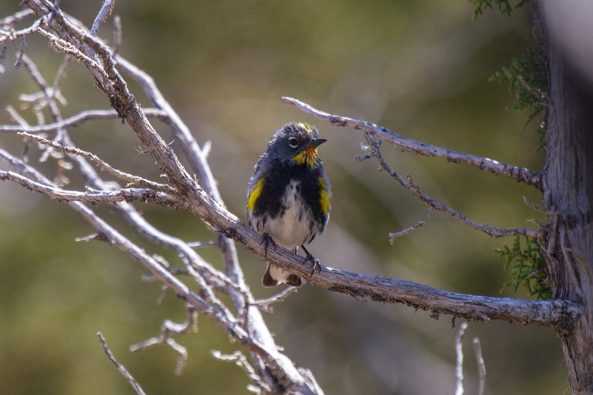 Yellow-rumped Warbler (Audubon's) - ML182251811
