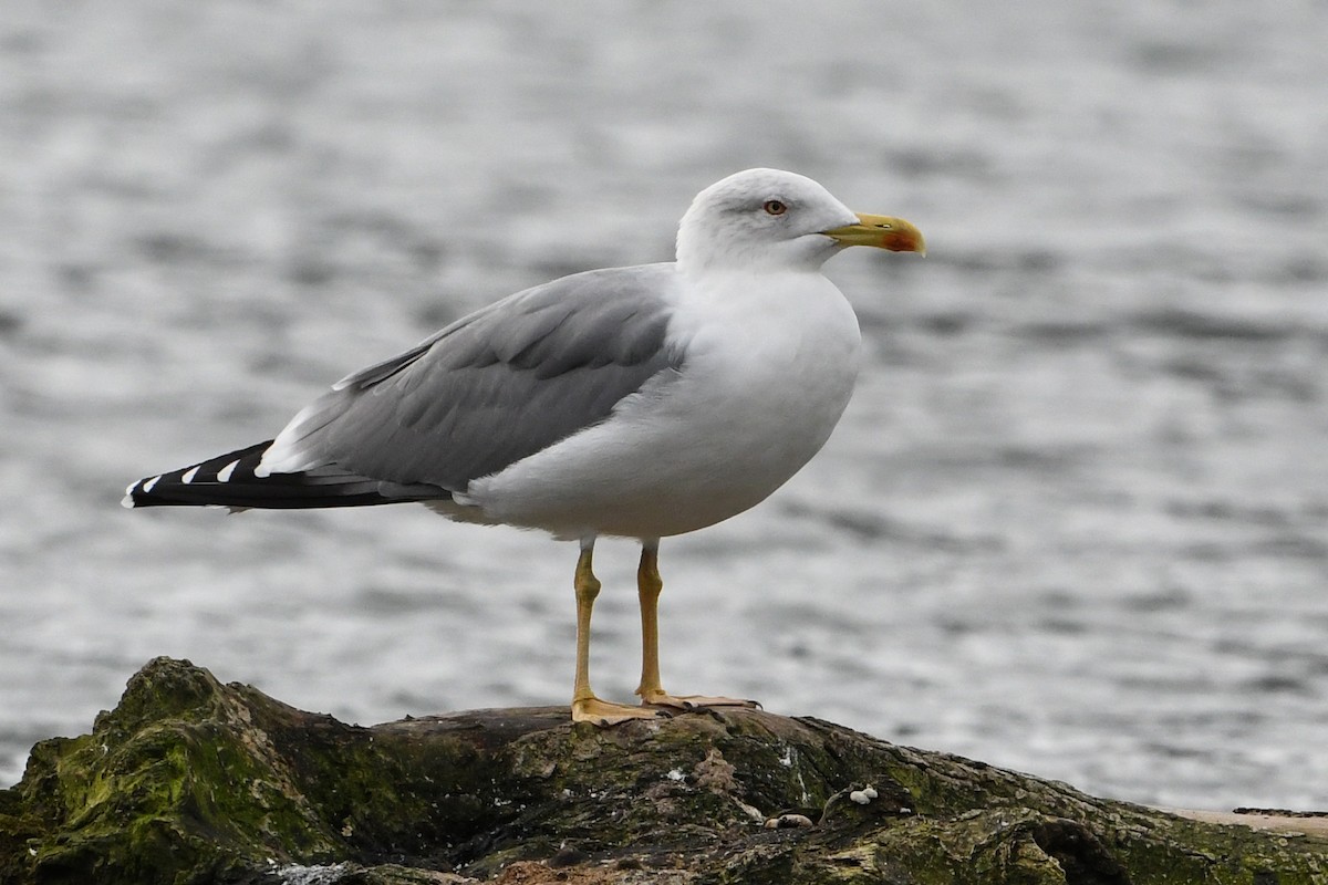 Yellow-legged Gull - Maryse Neukomm