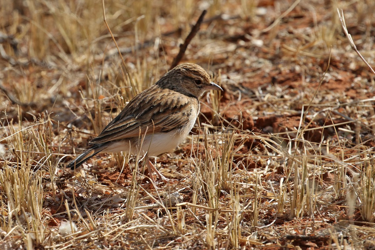 Fawn-colored Lark (Fawn-colored) - ML182253691