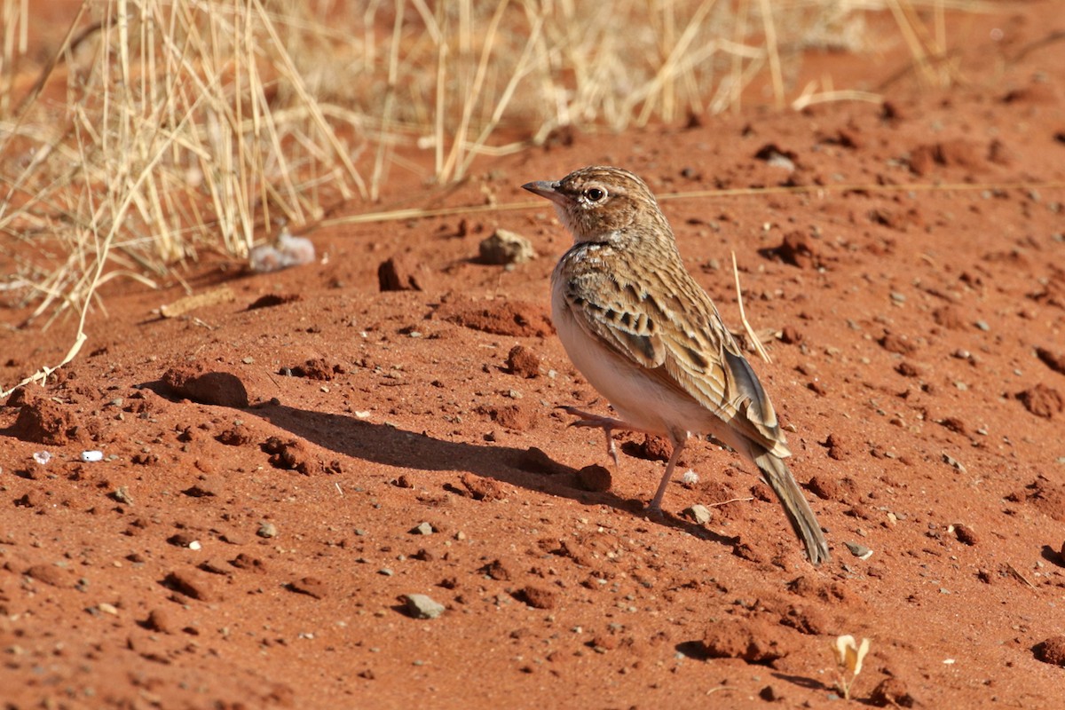 Fawn-colored Lark (Fawn-colored) - ML182253741