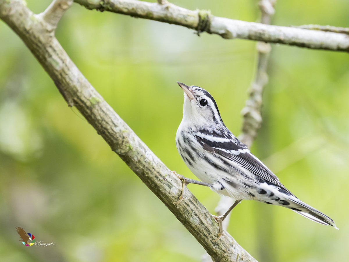 Black-and-white Warbler - ML182254321