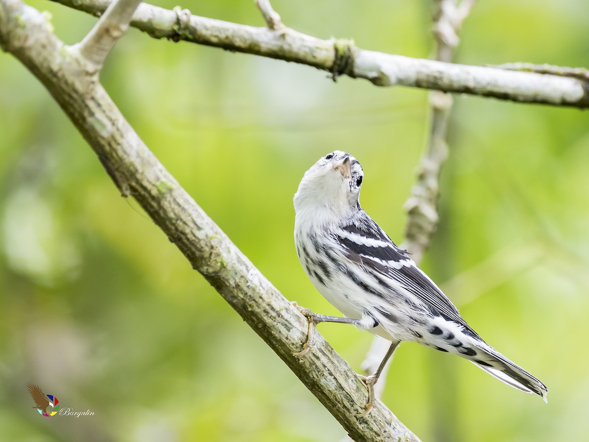 Black-and-white Warbler - ML182254331