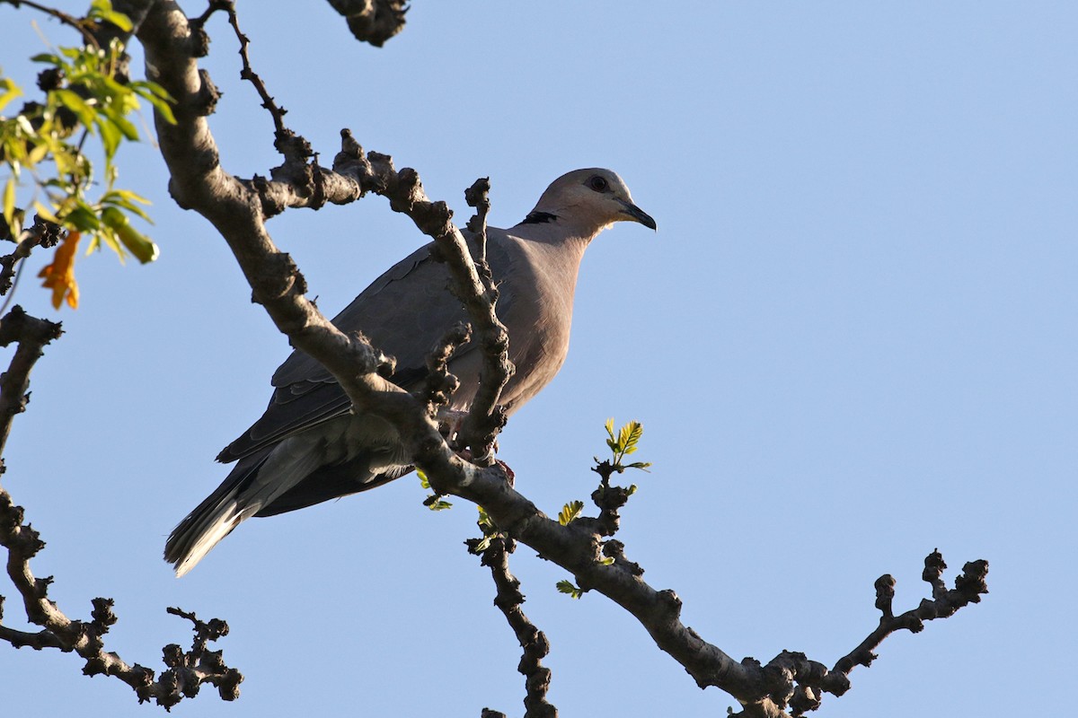 Red-eyed Dove - ML182254921