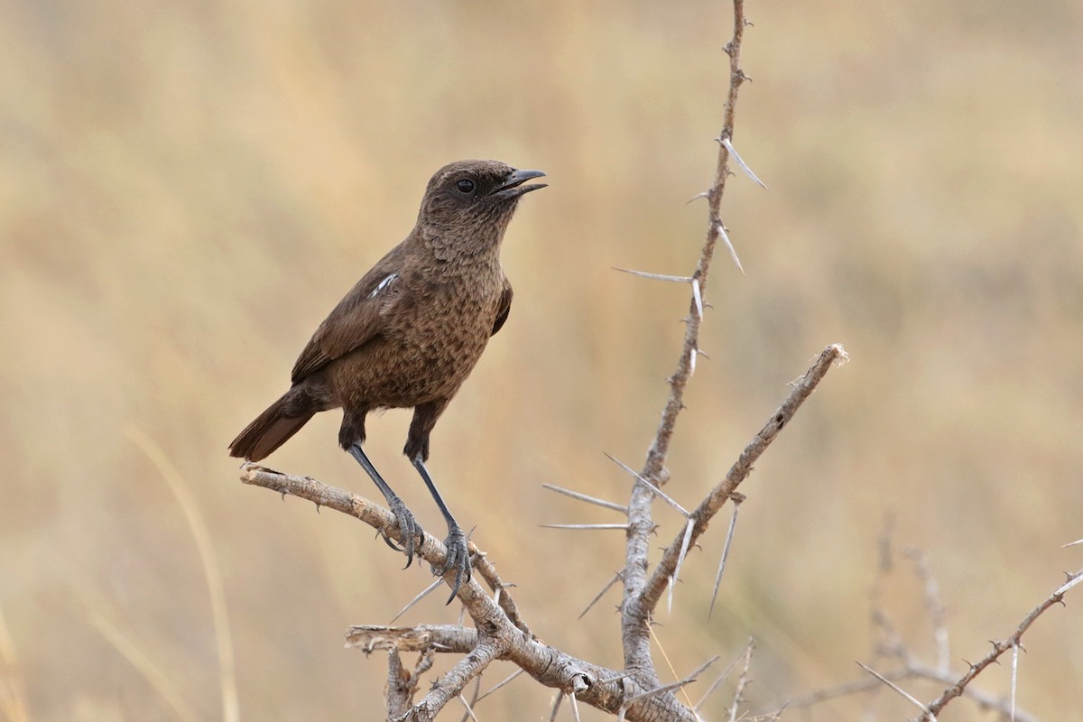 Southern Anteater-Chat - ML182256371