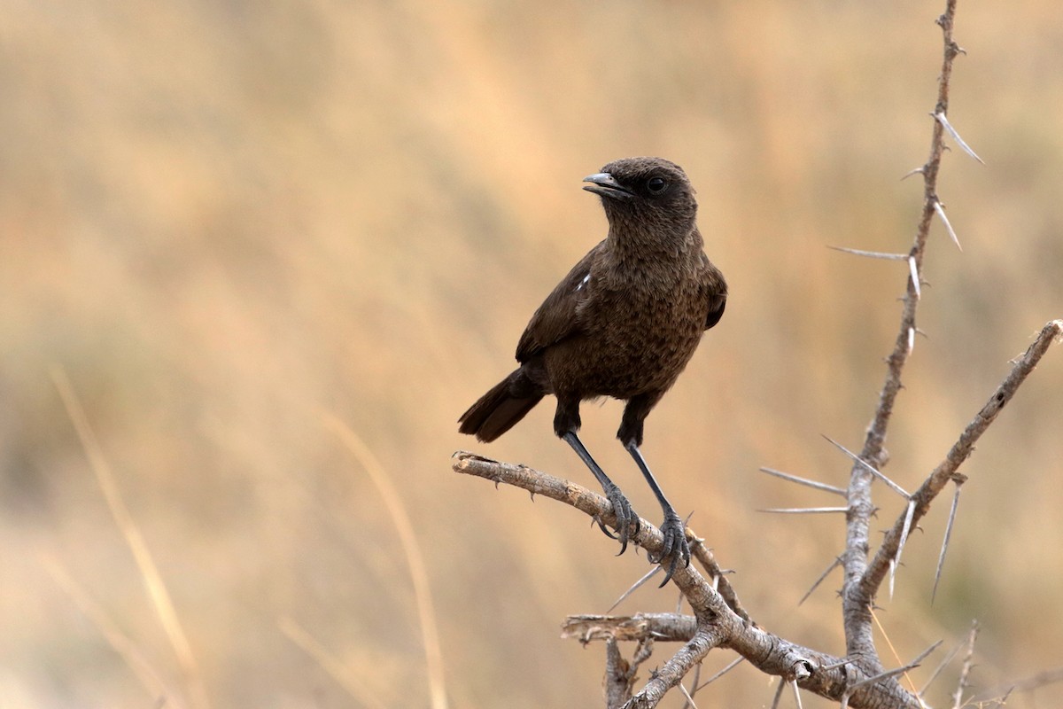 Southern Anteater-Chat - ML182256381