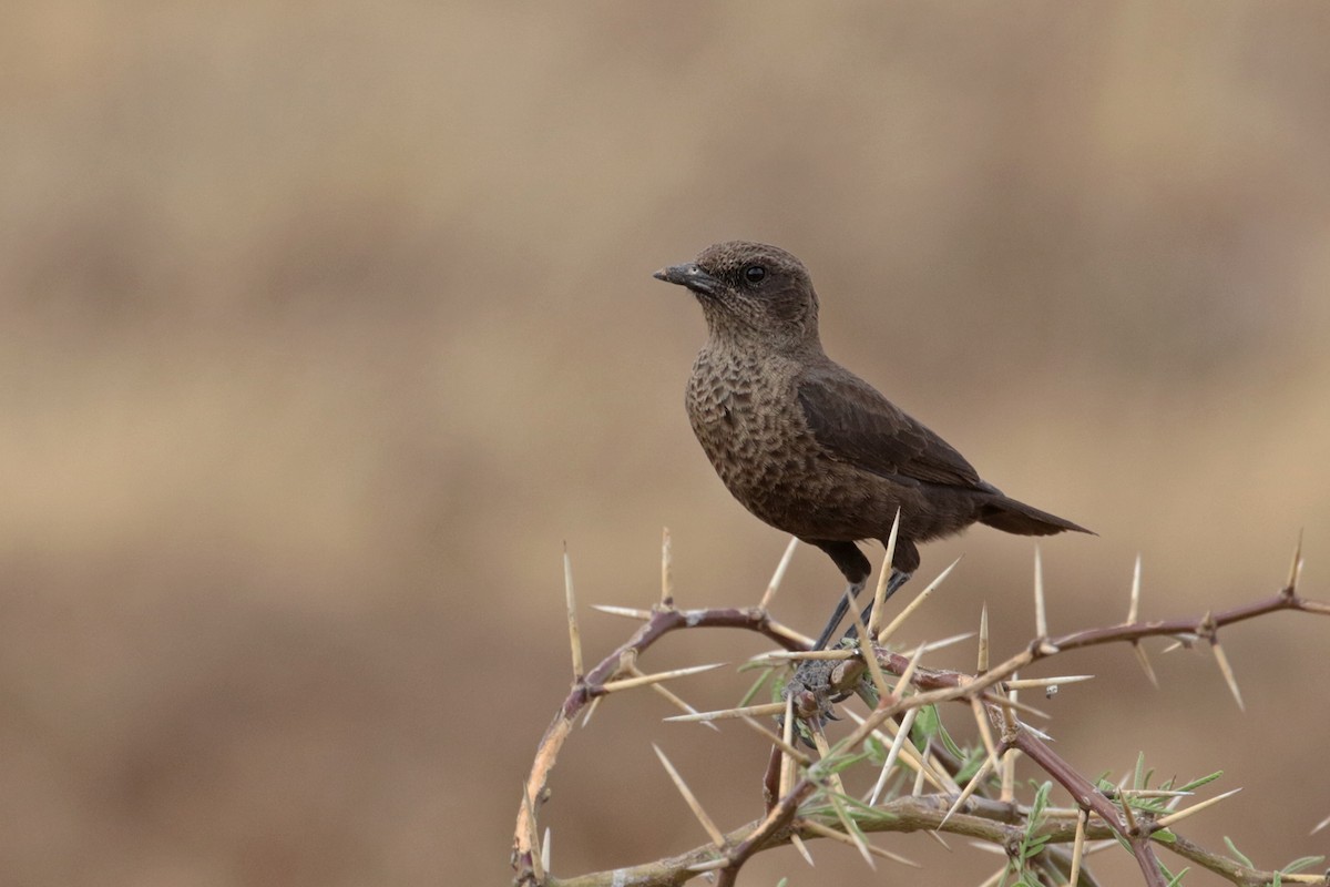 Southern Anteater-Chat - ML182256391