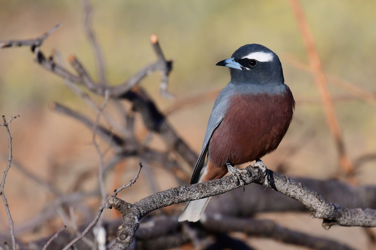 White-browed Woodswallow - ML182256761