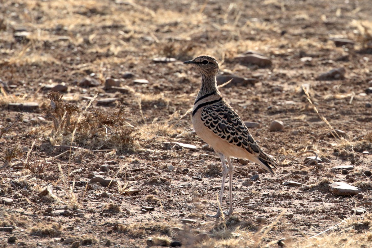 Double-banded Courser - ML182256981
