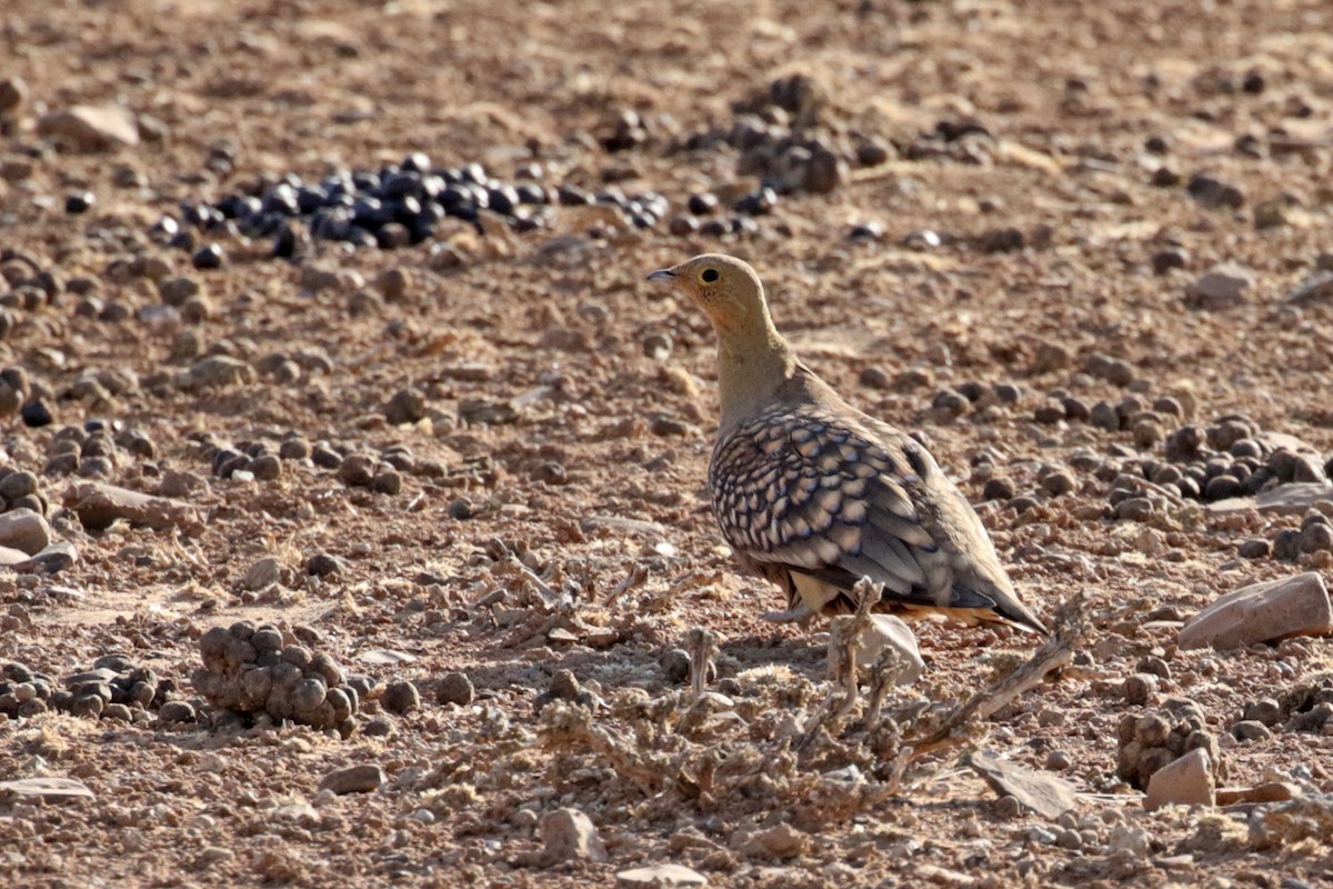Namaqua Sandgrouse - Charley Hesse TROPICAL BIRDING