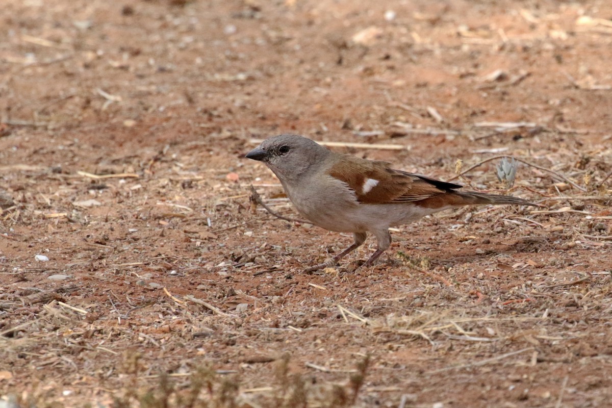Southern Gray-headed Sparrow - ML182257051