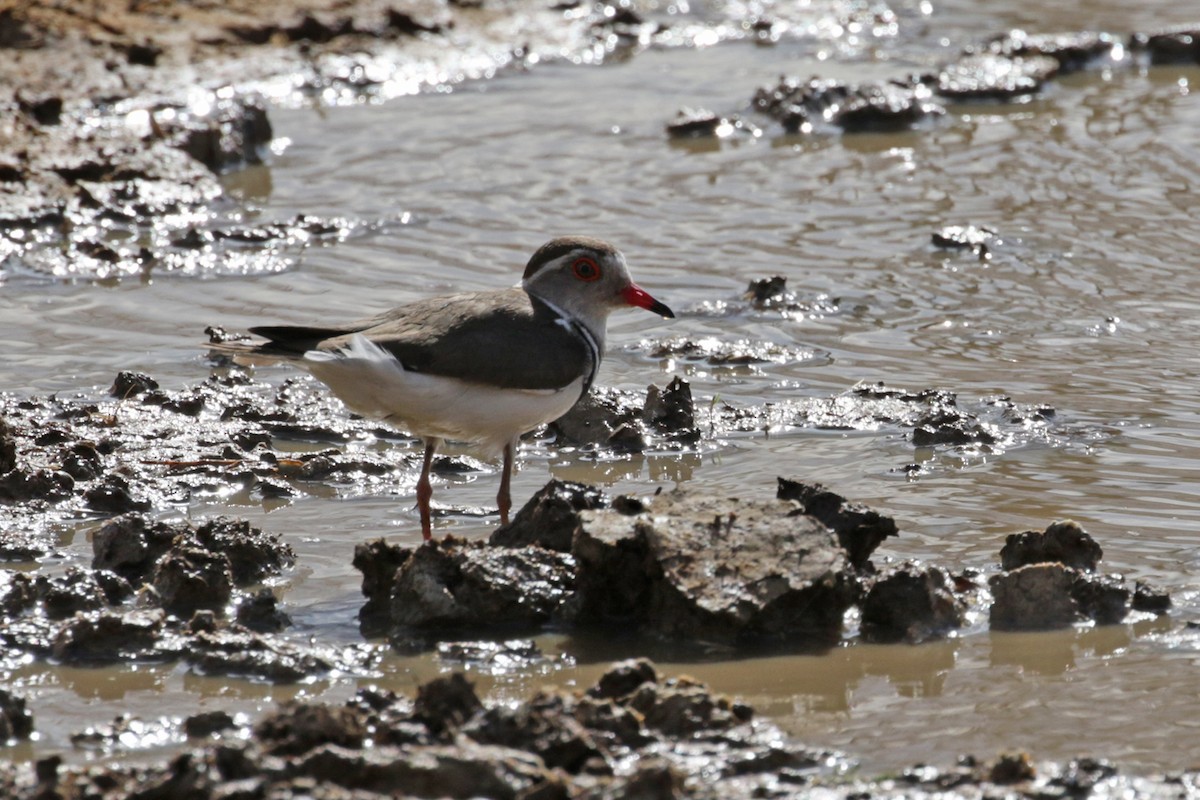 Three-banded Plover (African) - ML182257361