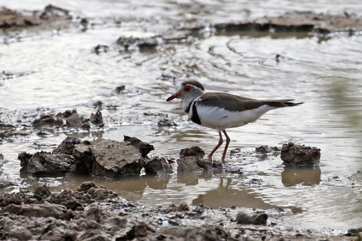Three-banded Plover (African) - ML182257371