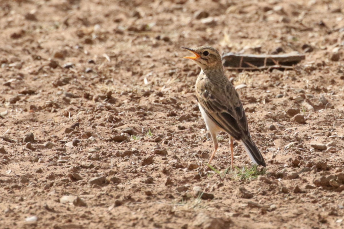African Pipit (African) - Charley Hesse TROPICAL BIRDING