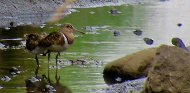 Greater Painted-Snipe - ML182258131