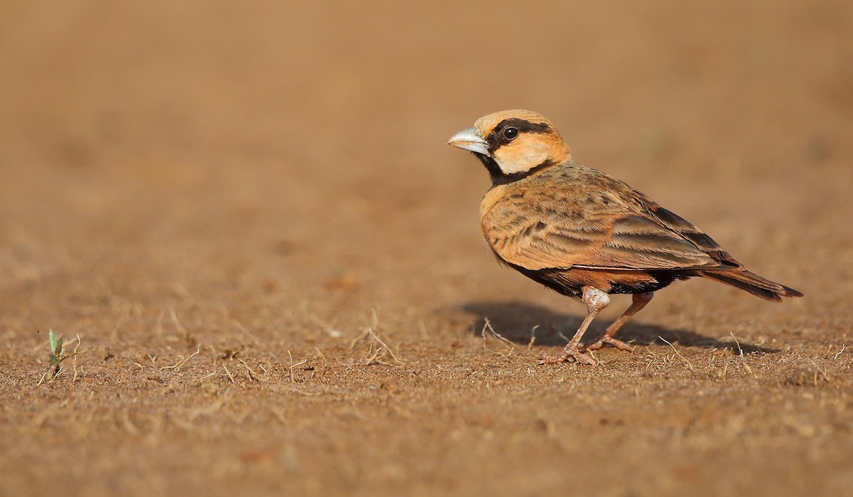 Ashy-crowned Sparrow-Lark - Albin Jacob