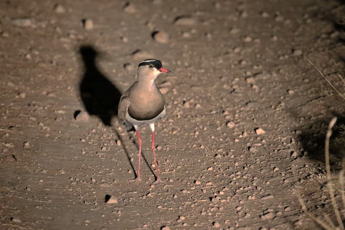 Crowned Lapwing - ML182258641