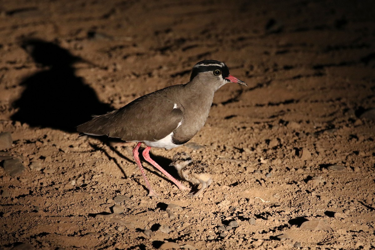 Crowned Lapwing - ML182258651