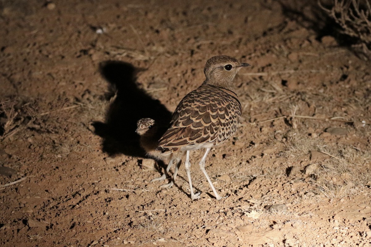 Double-banded Courser - Charley Hesse TROPICAL BIRDING