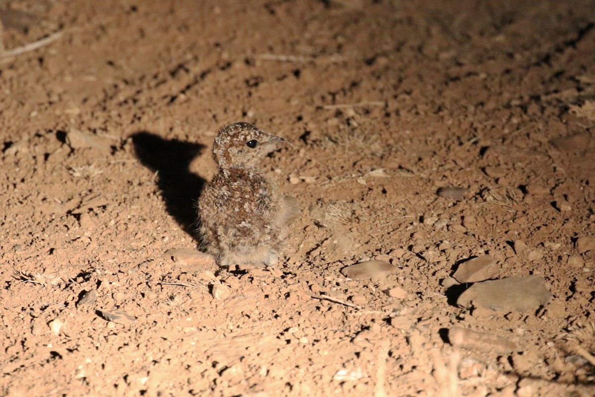 Double-banded Courser - ML182258821