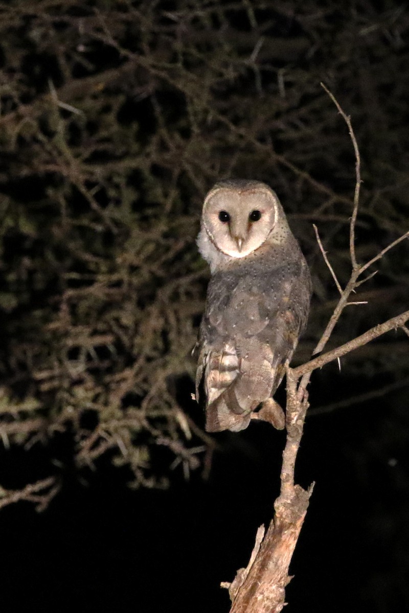 Barn Owl (African) - ML182258831