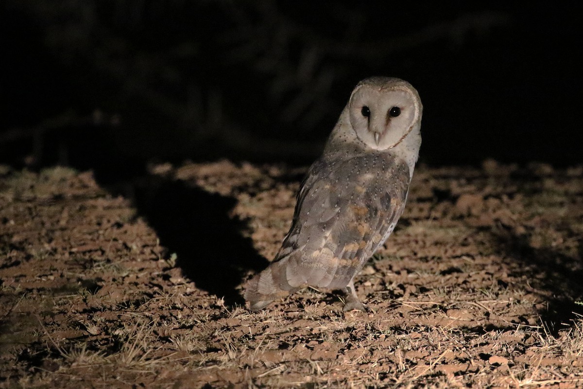 Barn Owl (African) - ML182258841