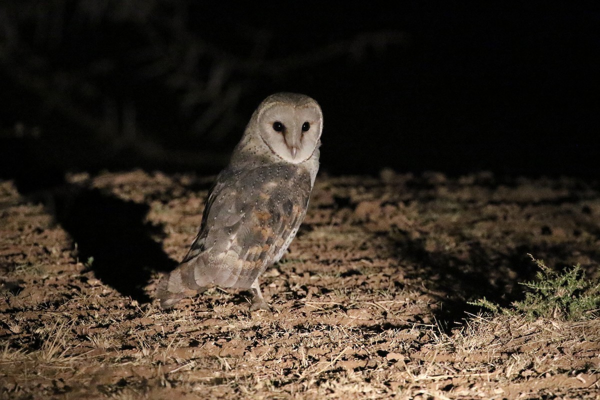 Barn Owl (African) - Charley Hesse TROPICAL BIRDING