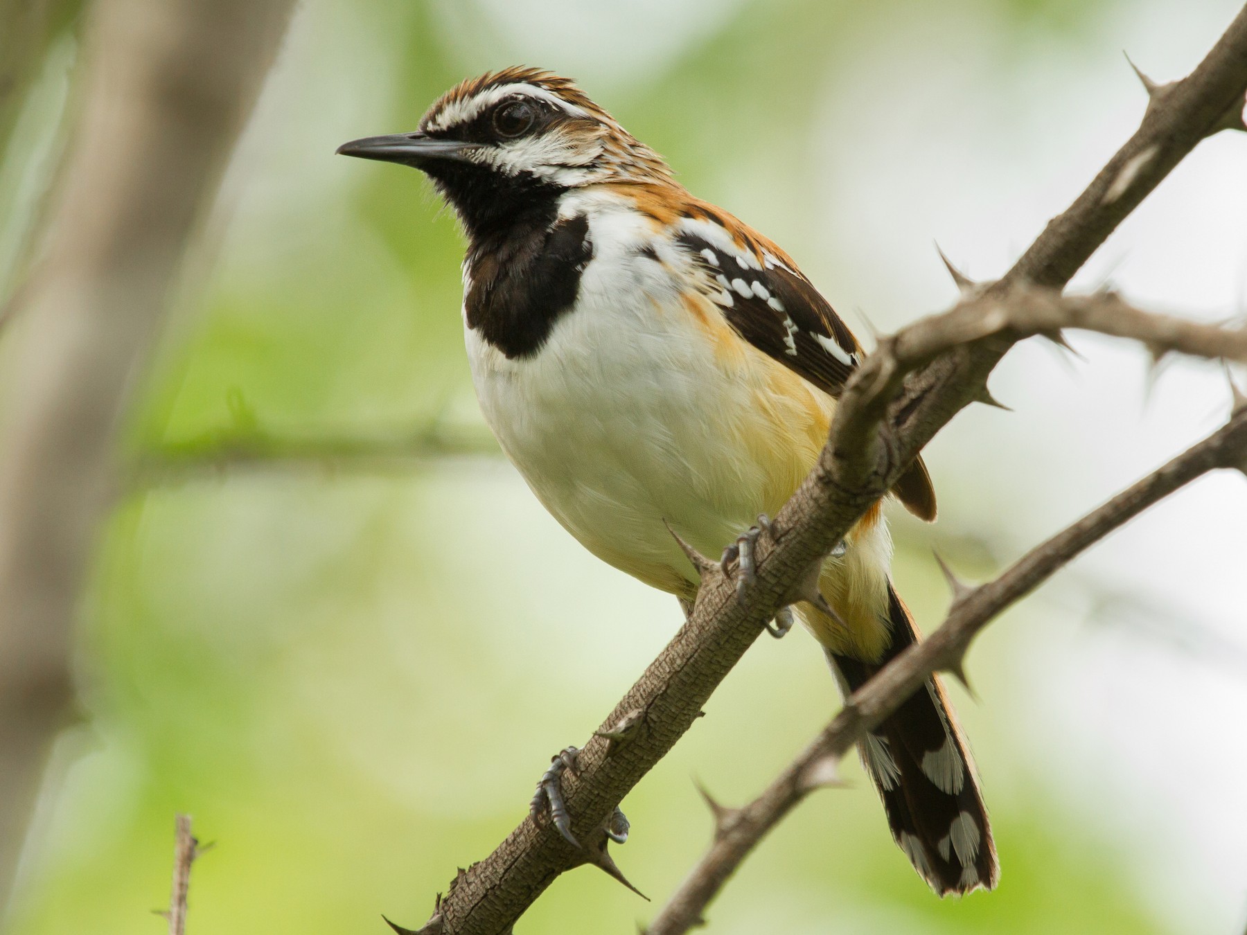 Stripe-backed Antbird - Daniel Fernandes Perrella