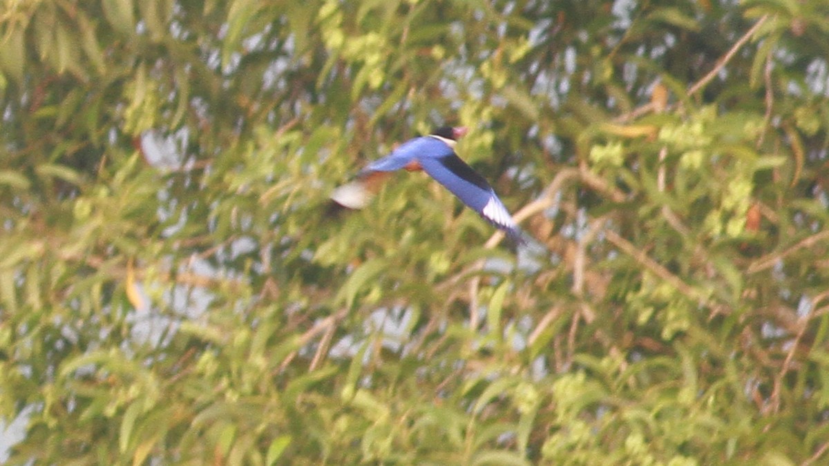 Black-capped Kingfisher - Manoj Karingamadathil