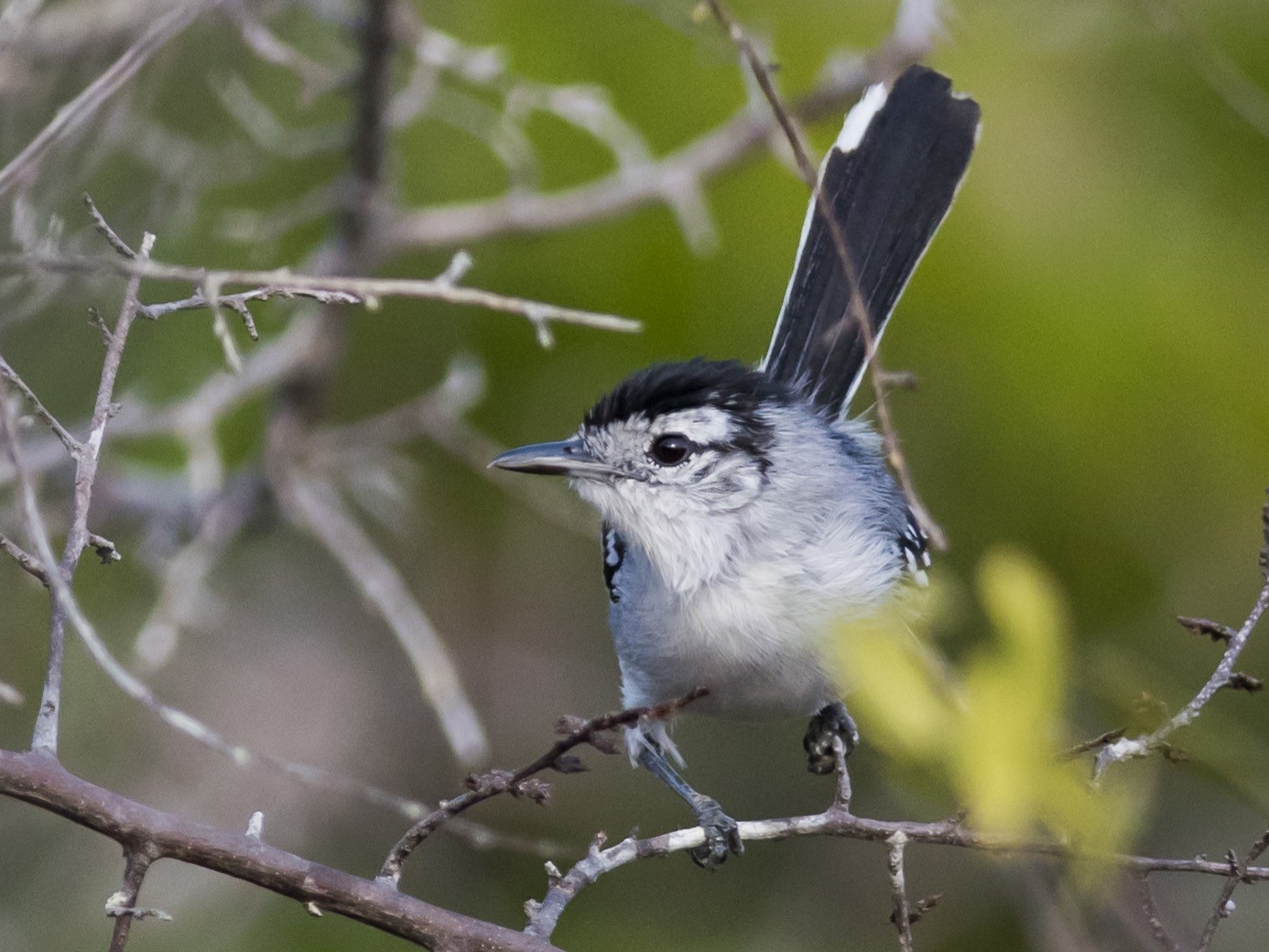 Caatinga Antwren - eBird