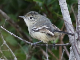 Caatinga Antwren - eBird