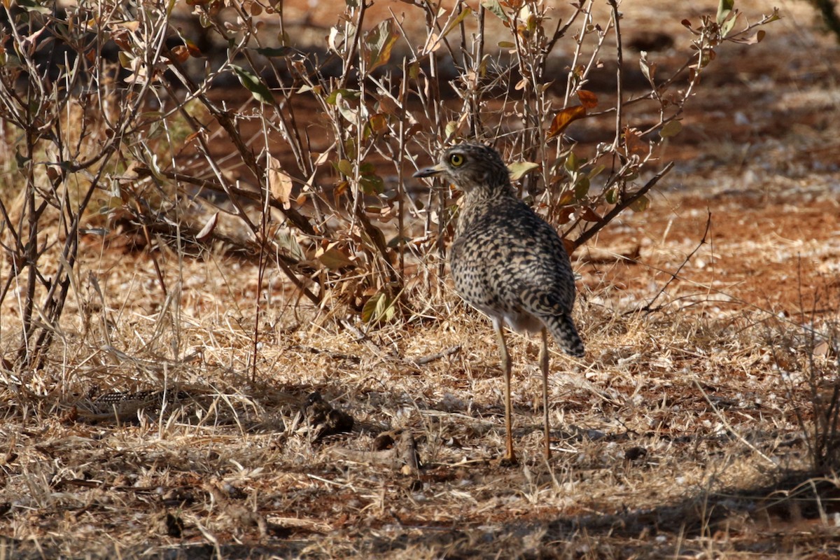 Spotted Thick-knee - ML182259591