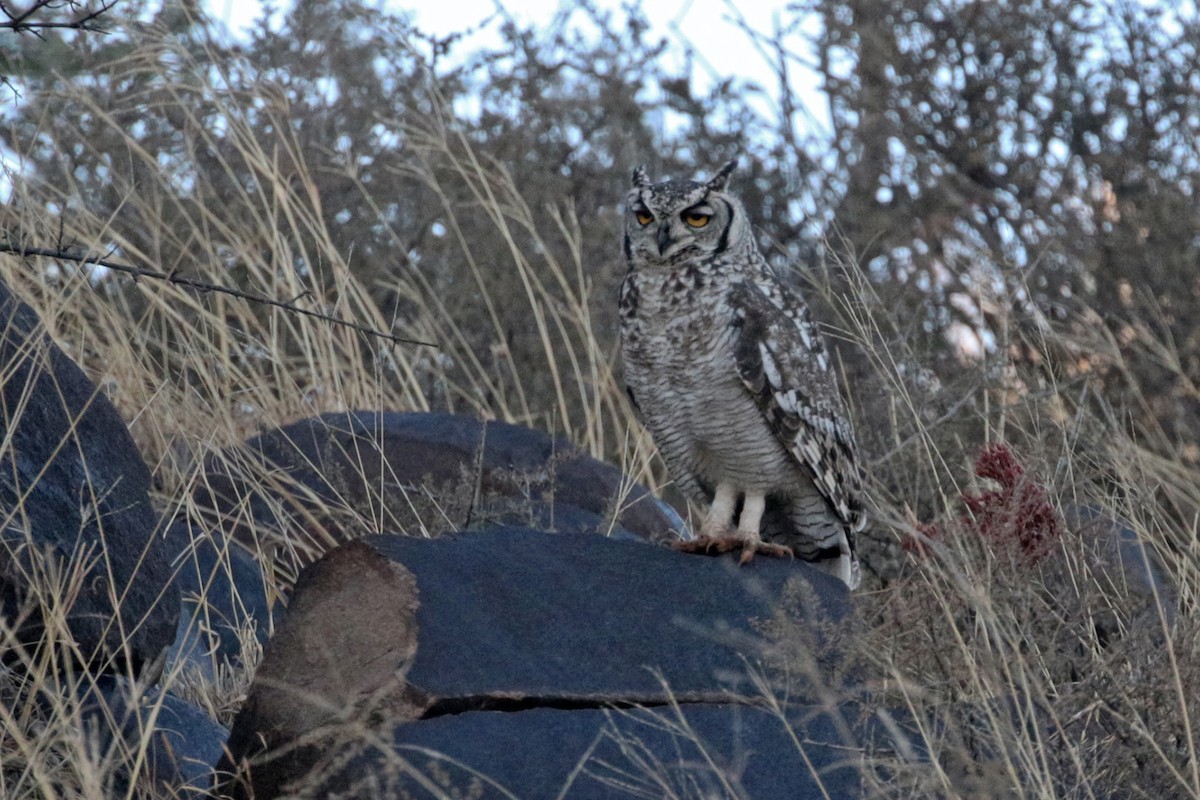Spotted Eagle-Owl - ML182259641