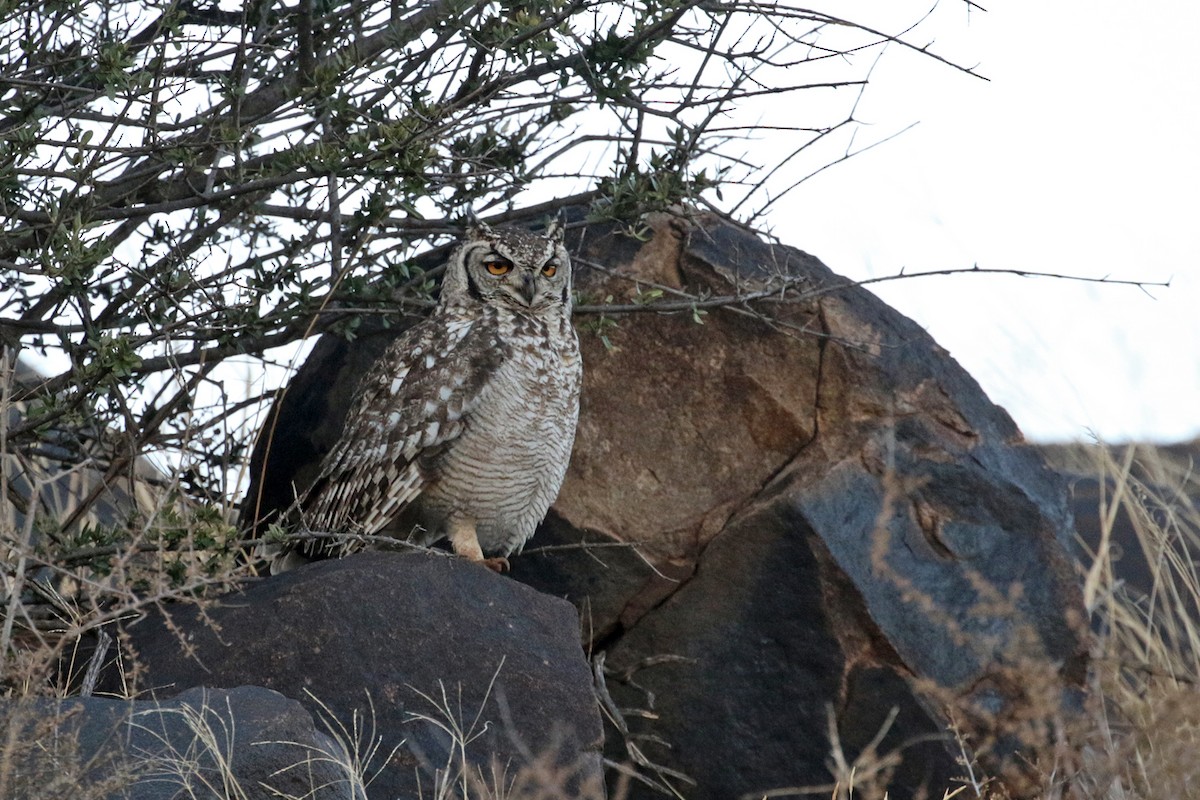 Spotted Eagle-Owl - ML182259651