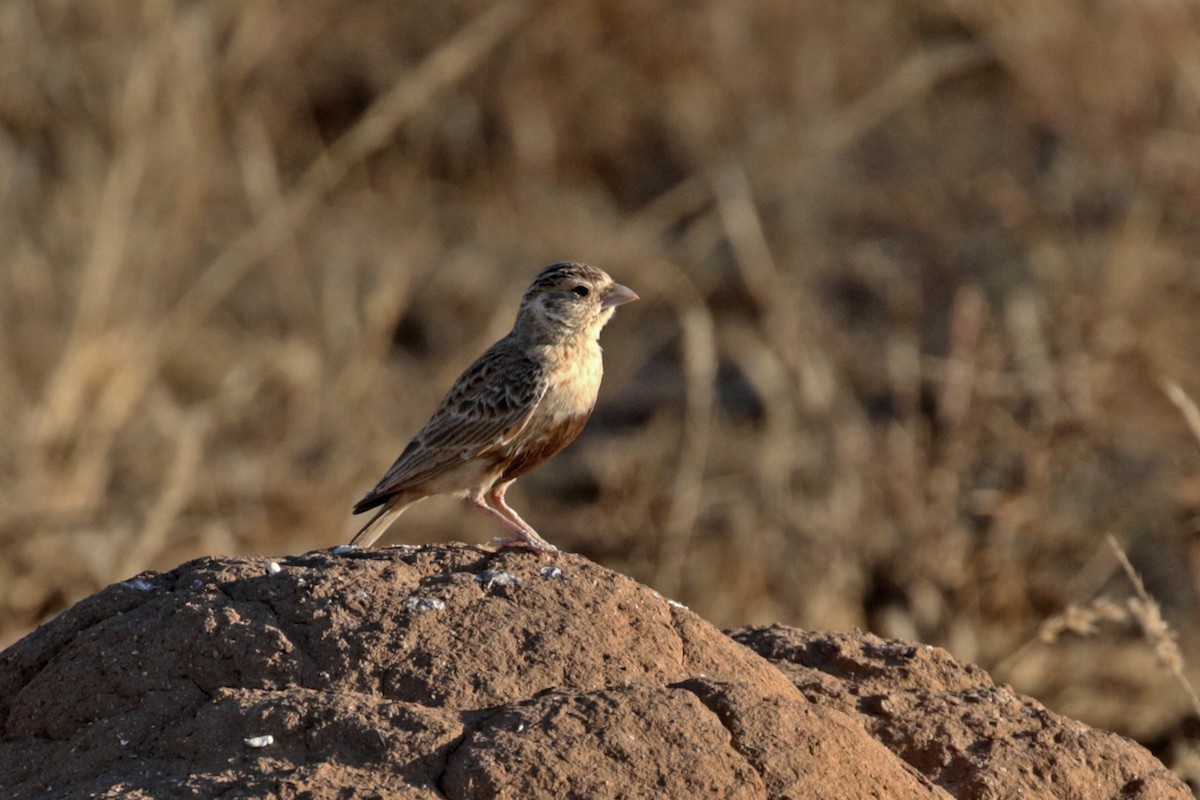 Gray-backed Sparrow-Lark - ML182259831